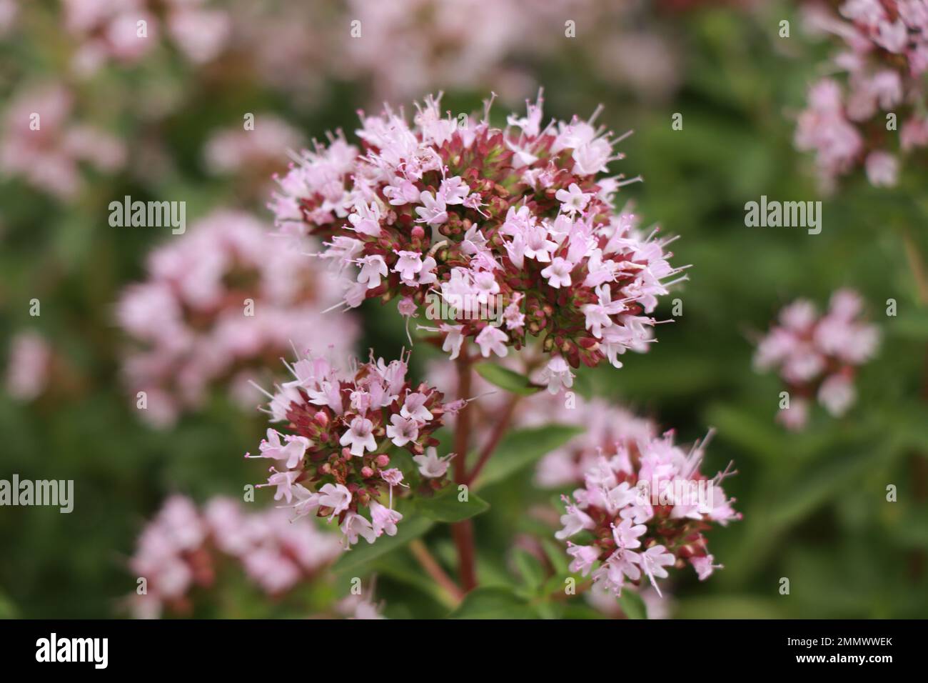 Hierbas Origanum majorana en la naturaleza Foto de stock