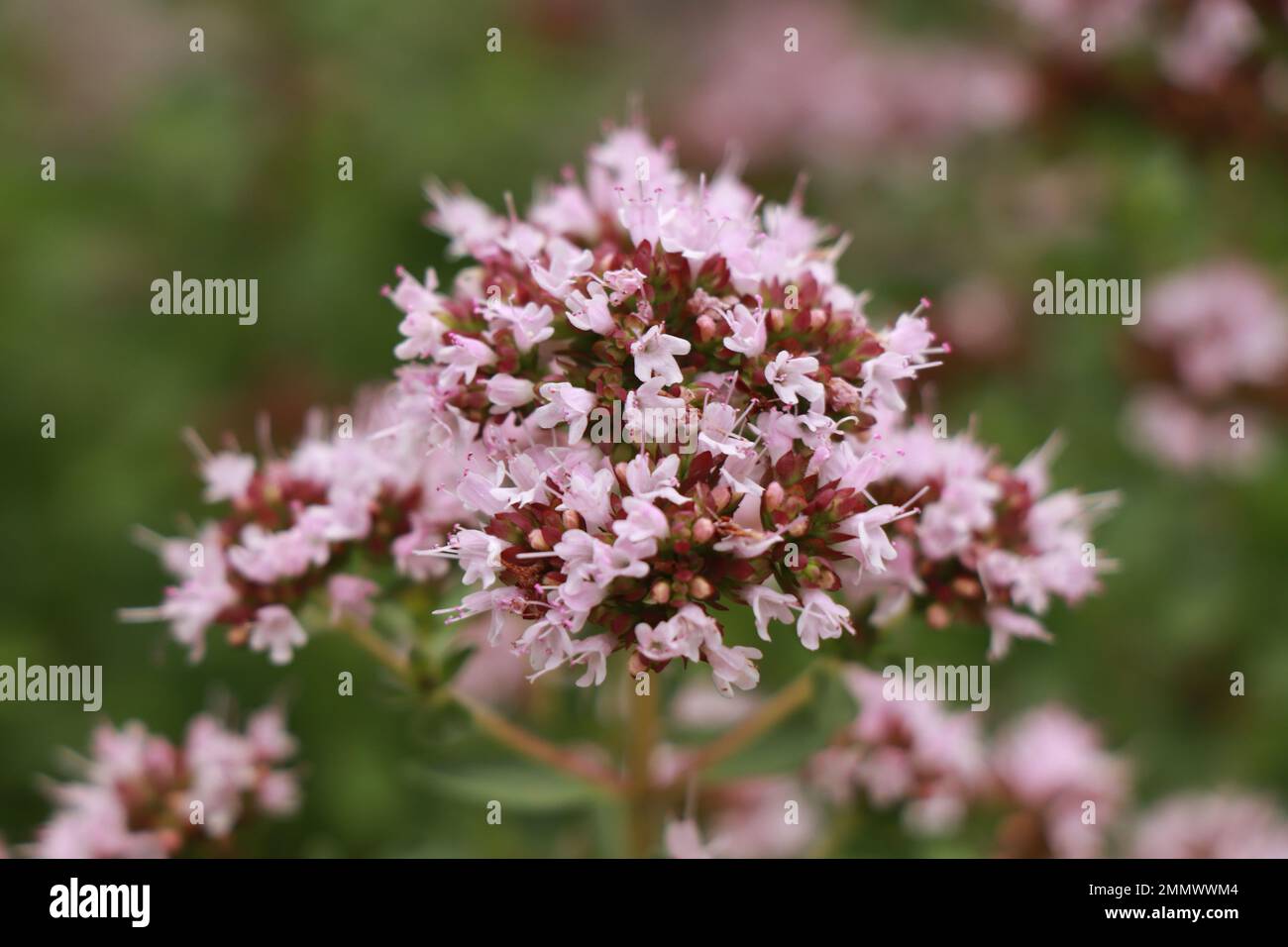 Hierbas Origanum majorana en la naturaleza Foto de stock