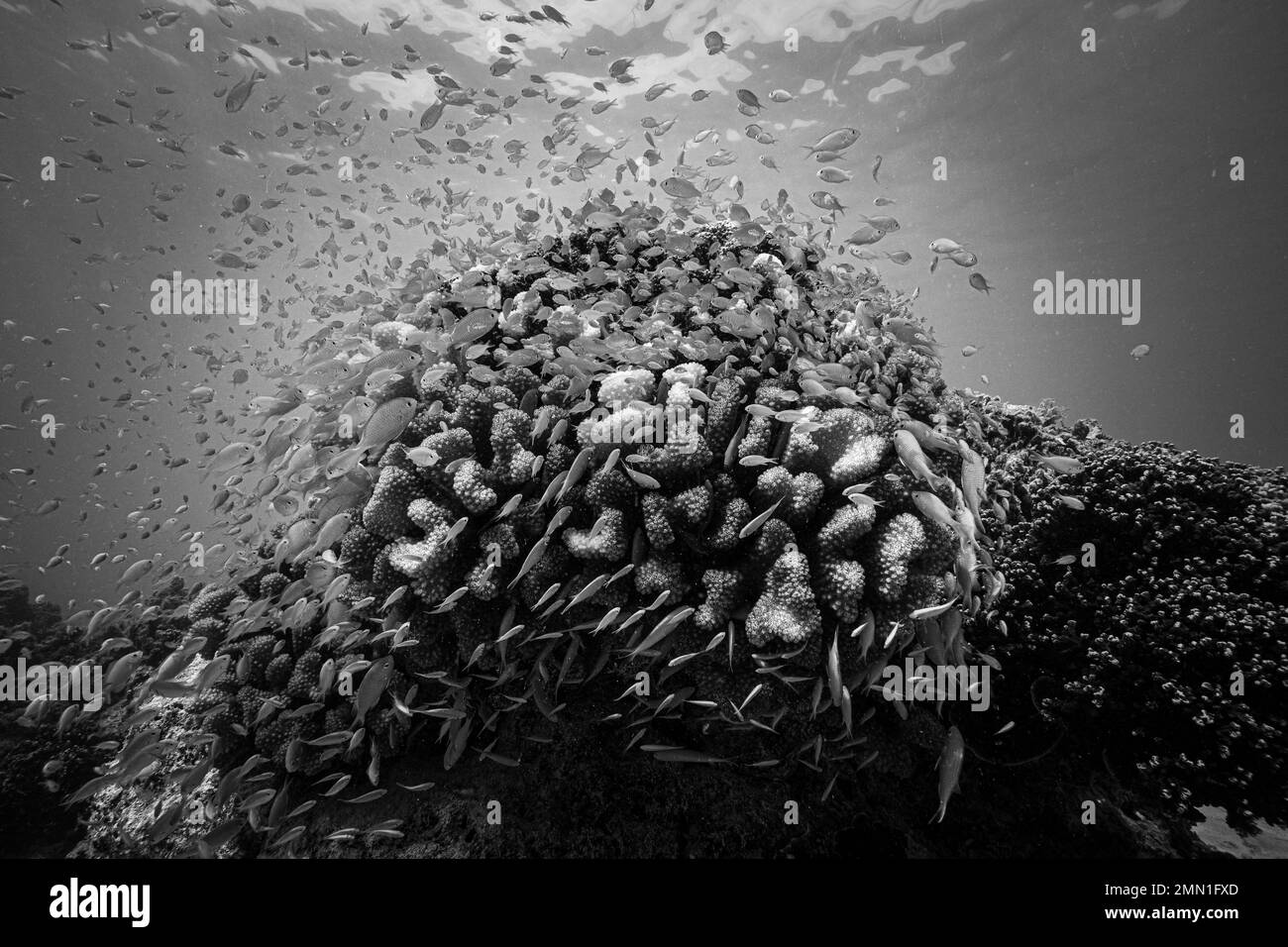 Joven Damselfish escondido en corales en el arrecife tropical (blanco y negro) Foto de stock