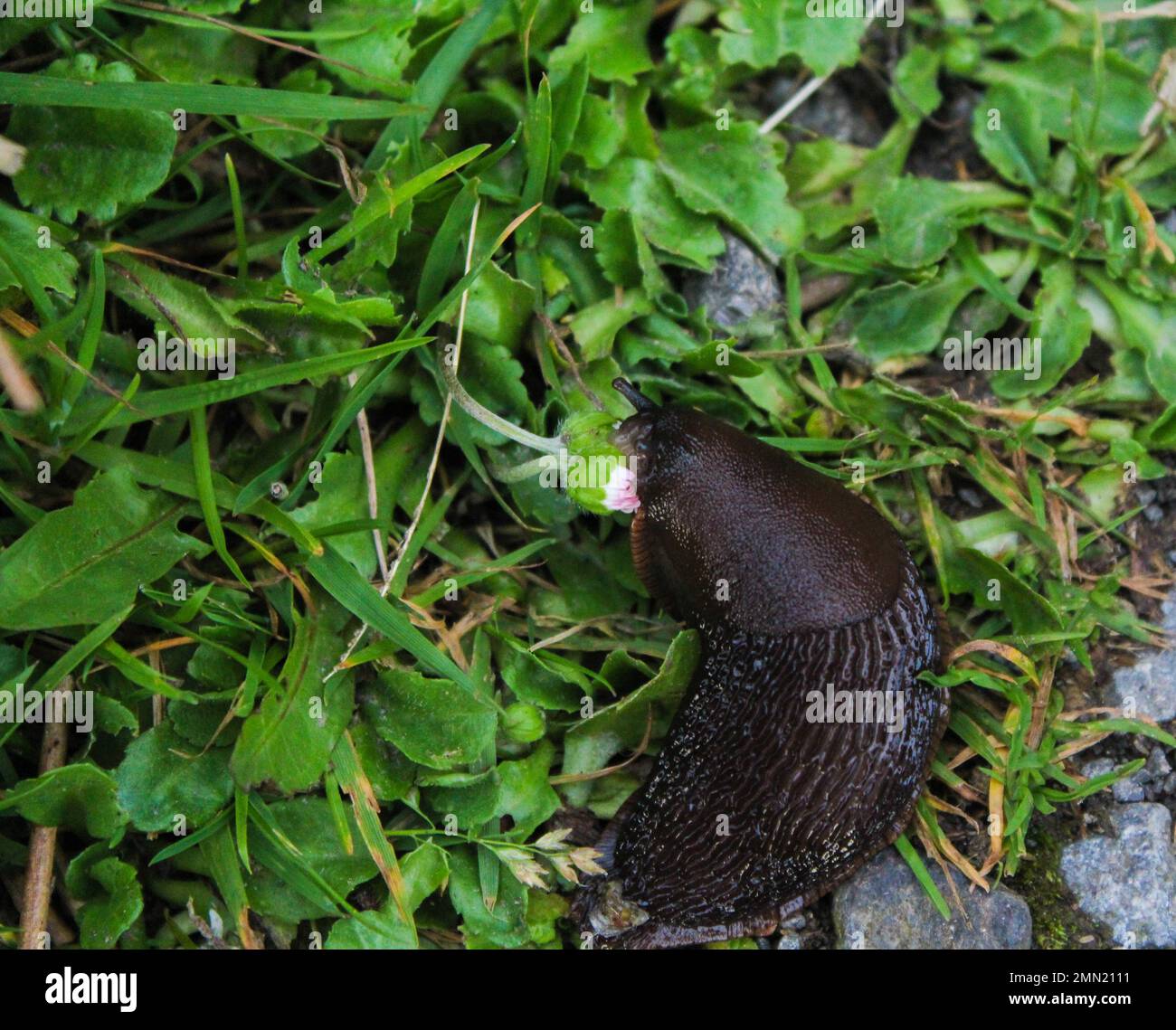 Babosa negra que se alimenta de la flor Fotografía de stock - Alamy