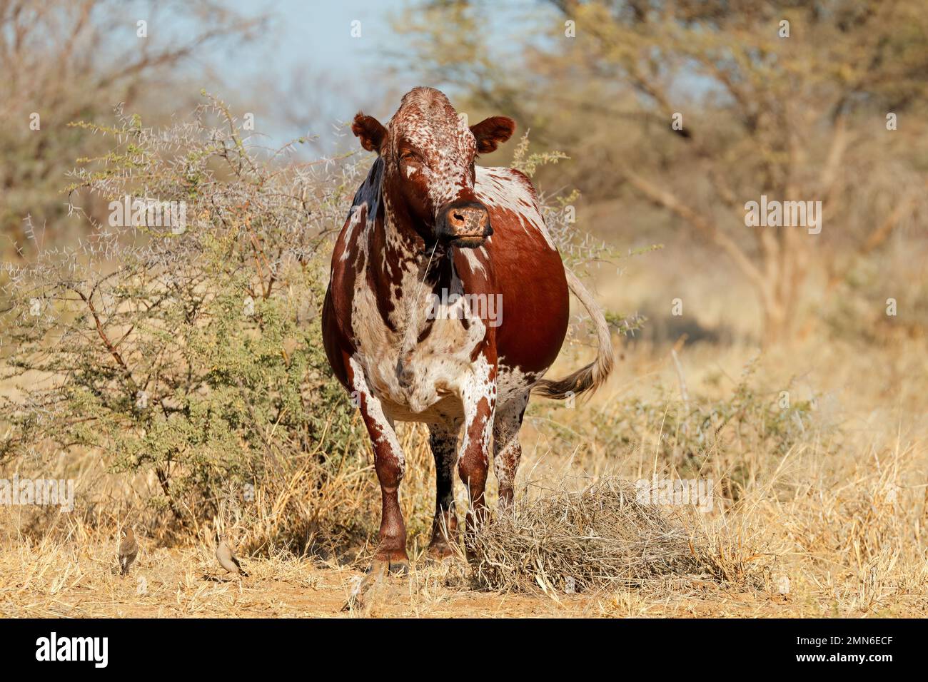 Una vaca Sanga de cría libre - raza bovina autóctona del norte de Namibia, sur de África Foto de stock