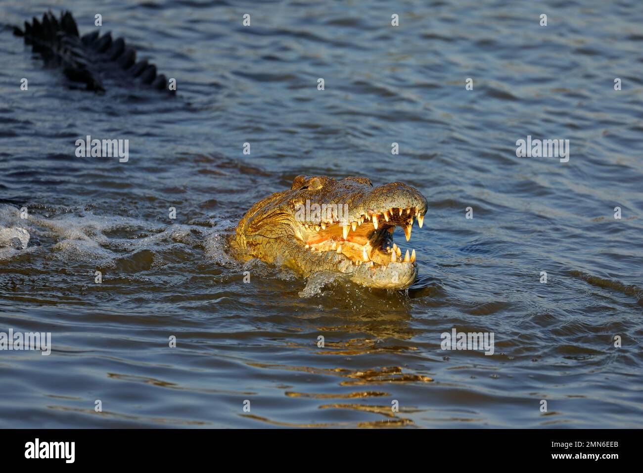 Gran cocodrilo del Nilo (Crocodylus niloticus) con mandíbulas abiertas en el agua, Parque Nacional Kruger, Sudáfrica Foto de stock