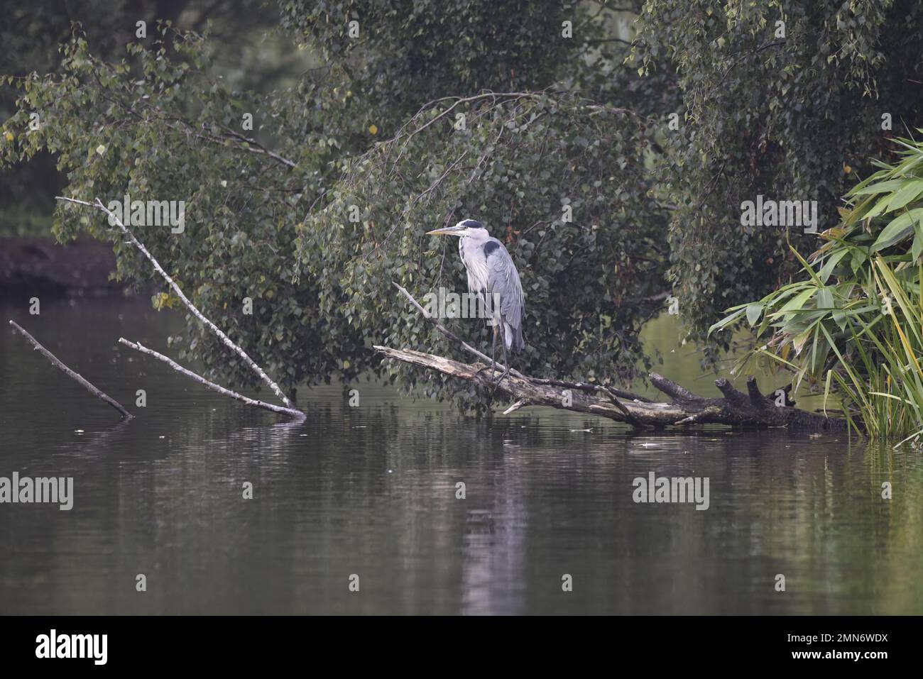Vista a media distancia de una garza gris (Ardea cinerea) encaramada en un tronco en descomposición, en perfil izquierdo, sobre el río en Staffordshire, Reino Unido en septiembre Foto de stock