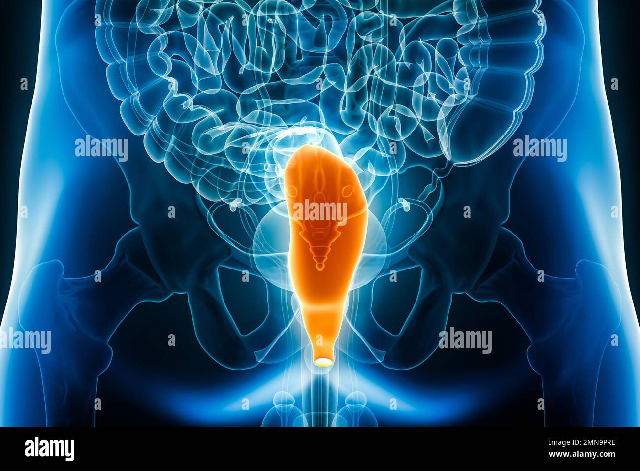 Vista posterior de rayos X del recto, parte del intestino grueso que representa la ilustración 3D con contornos del cuerpo masculino. Anatomía humana, sistema digestivo orga Foto de stock