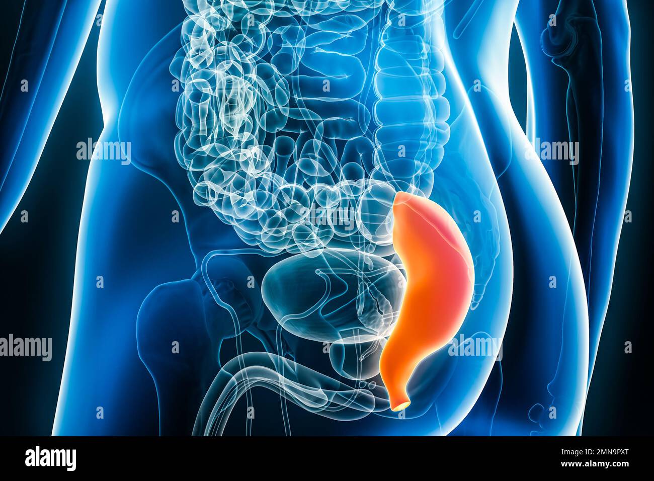 Radiografía del recto, parte del colon o intestino grueso 3D que representa la ilustración con contornos del cuerpo masculino. Anatomía humana, órgano del sistema digestivo, med Foto de stock
