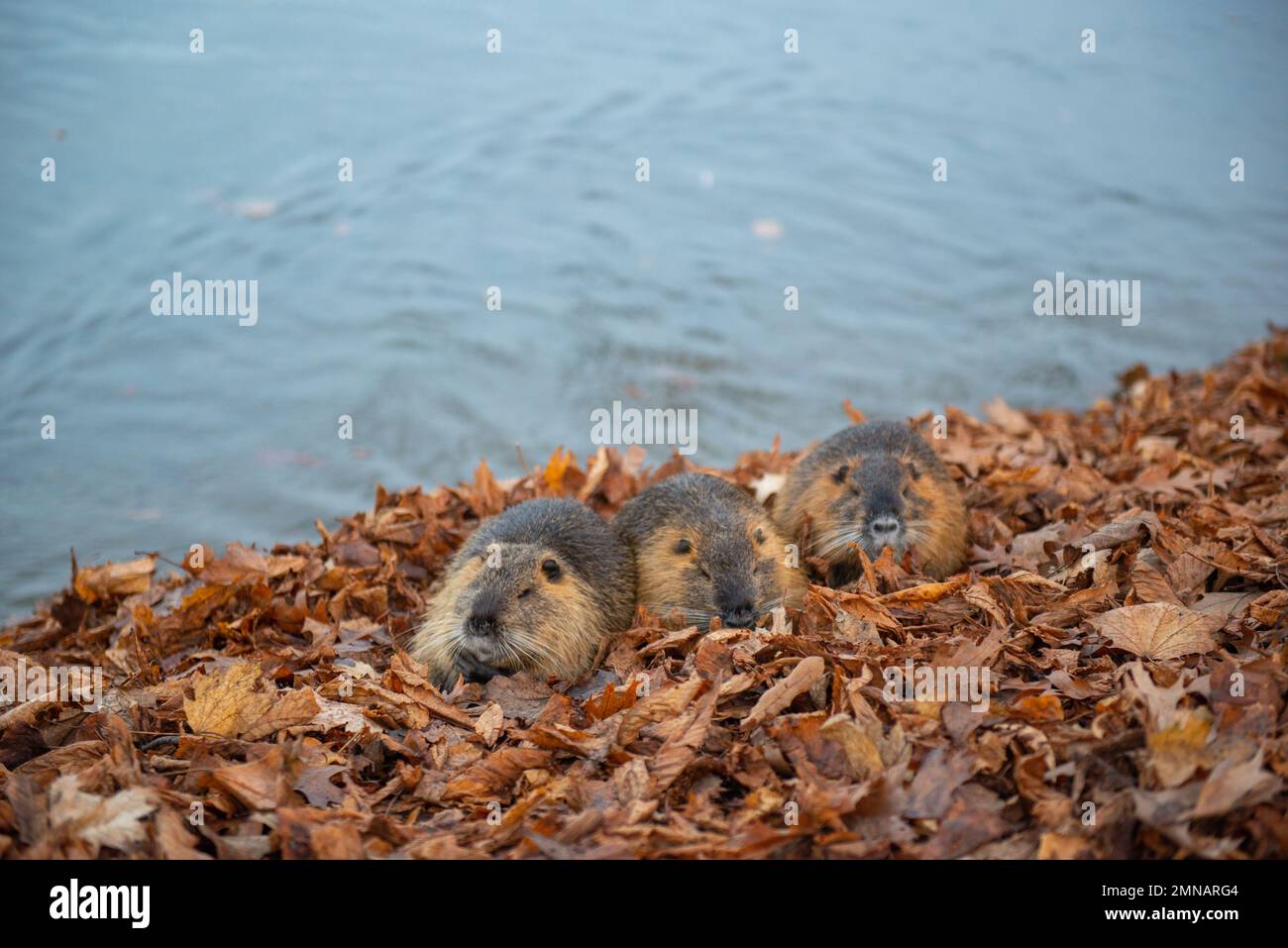tres castores marrones se sientan en follaje naranja Foto de stock