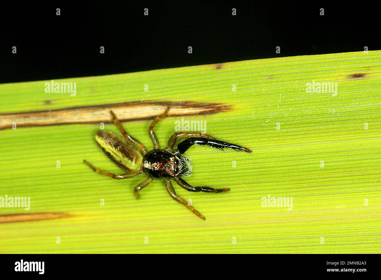 Trillado fotografías e imágenes de alta resolución - Alamy