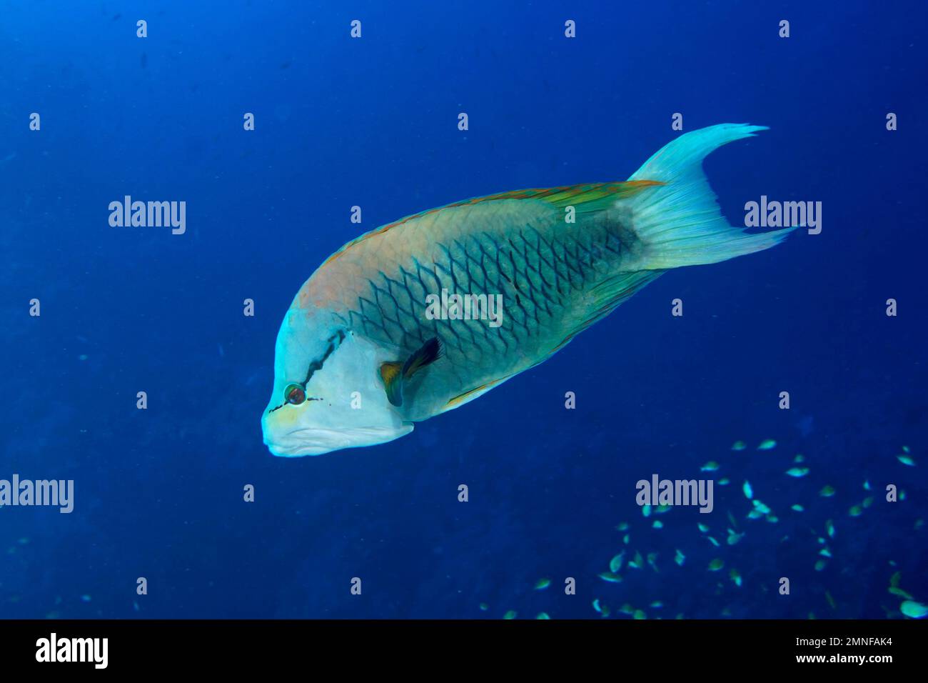 Cabestrillo de mandíbula (Epibulus insidiator), fondo azul sólido,  liberable. Sitio de buceo Daedalus Reef, Egipto, Mar Rojo Fotografía de  stock - Alamy