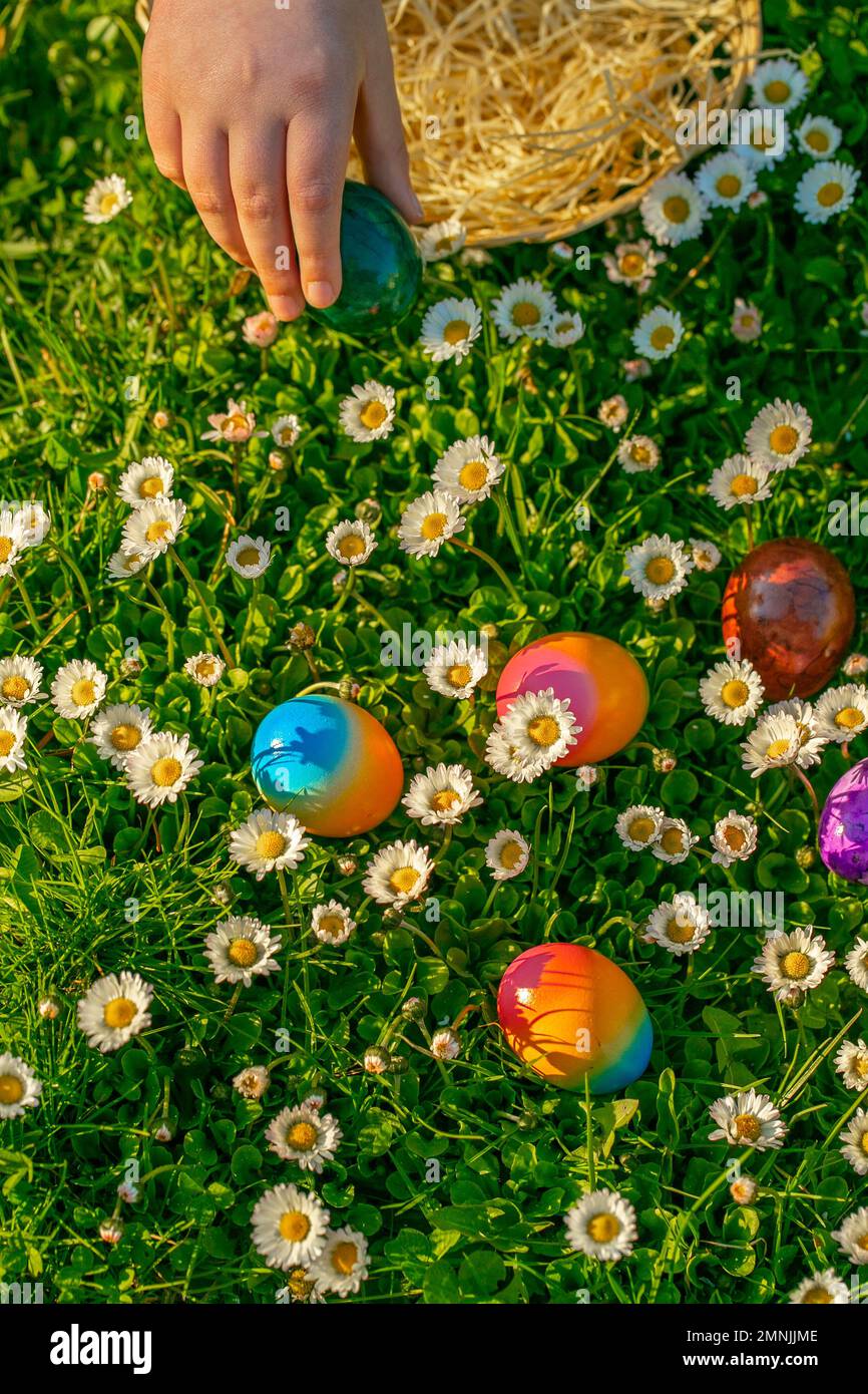 Huevo de Pascua Hunt.child recoge los huevos de colores en un prado con margaritas.Fiesta religiosa de primavera.Comida de Pascua.La mano de los niños pone huevos de colores en un mimbre Foto de stock