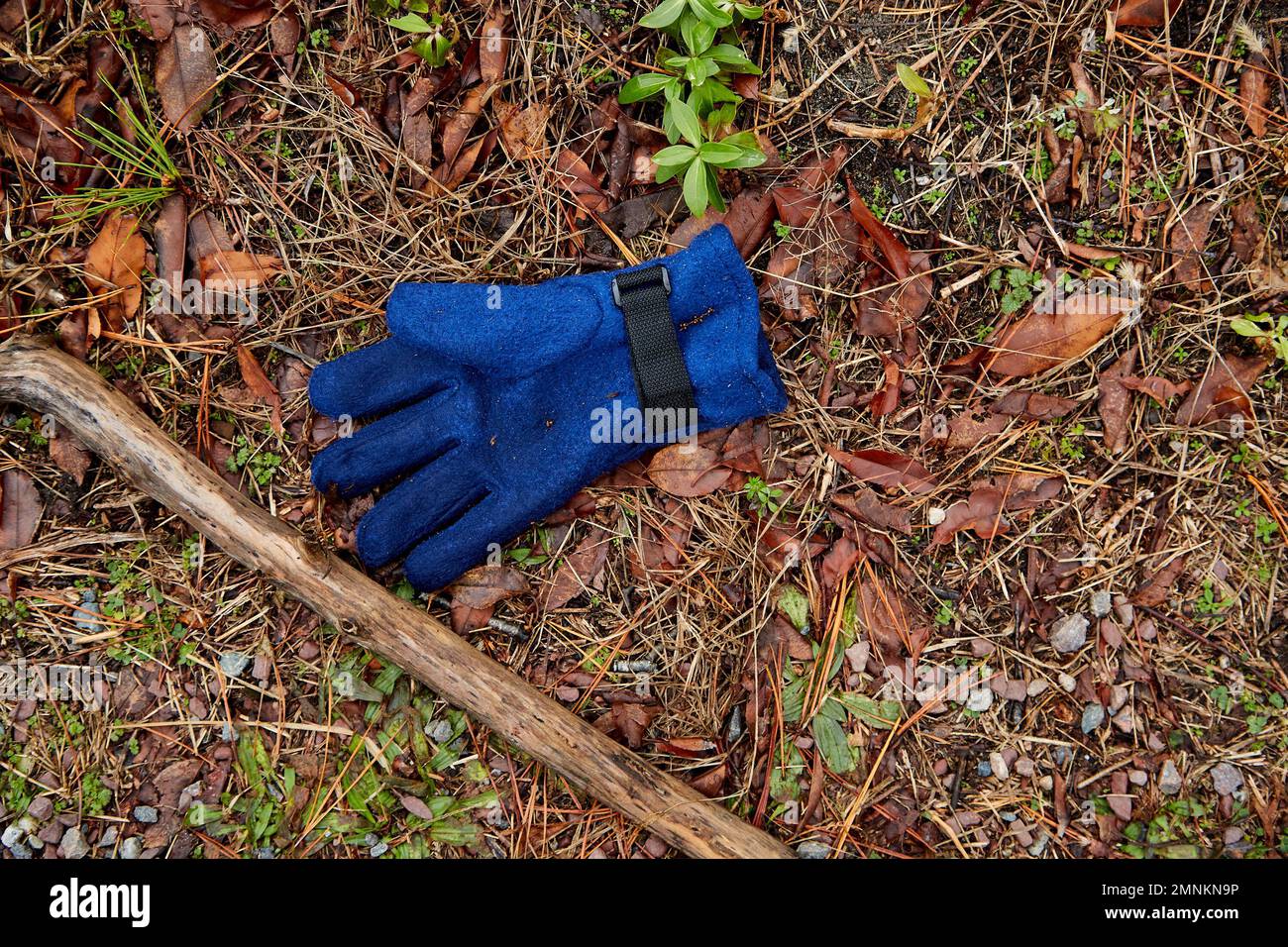 Guante azul único para la mano derecha con palo de madera en el suelo húmedo Foto de stock
