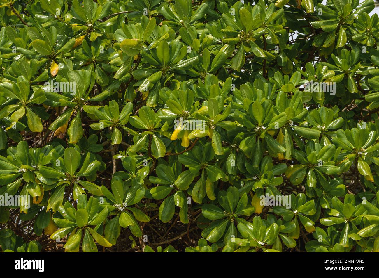 Scaevola taccada, lechuga de mar o naupaka de playa. Planta tropical cerca de textura de fondo. Foto de stock