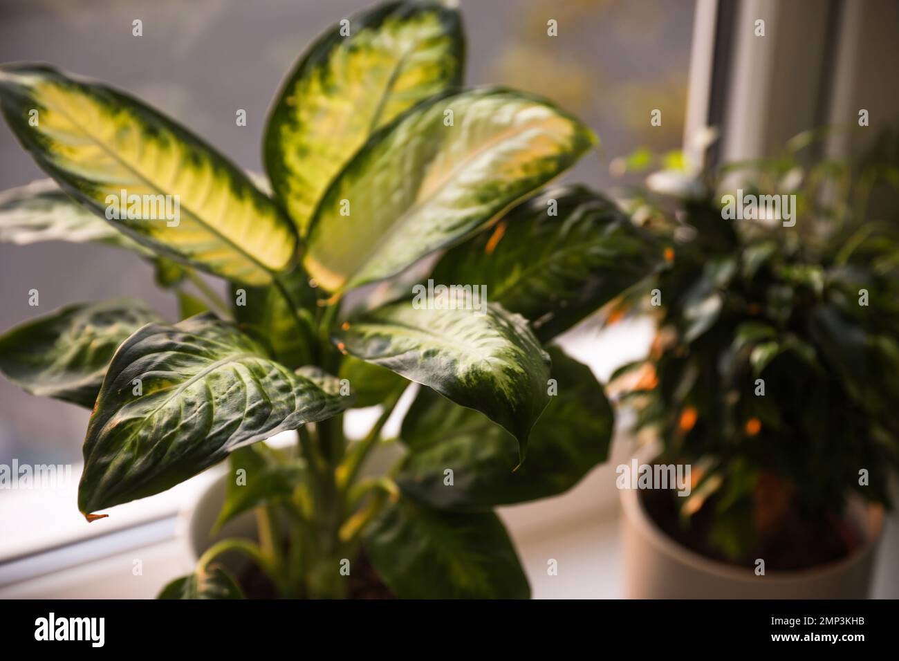 Hermosas plantas en macetas cerca de la ventana en casa, primer plano  Fotografía de stock - Alamy