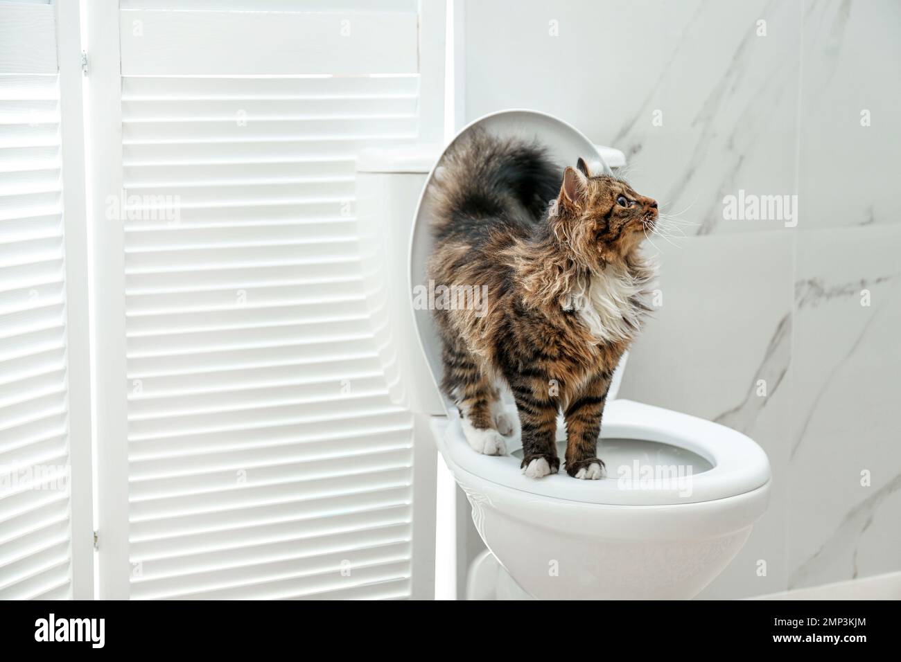 hogar China Fusión Lindo gato en el inodoro en el baño Fotografía de stock - Alamy