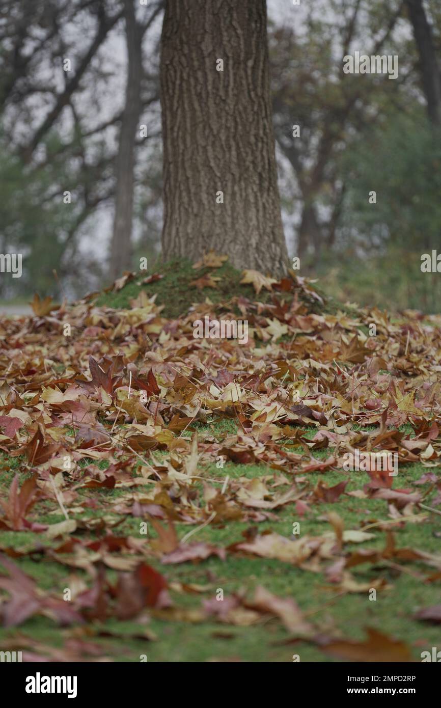 El árbol y el otoño Foto de stock
