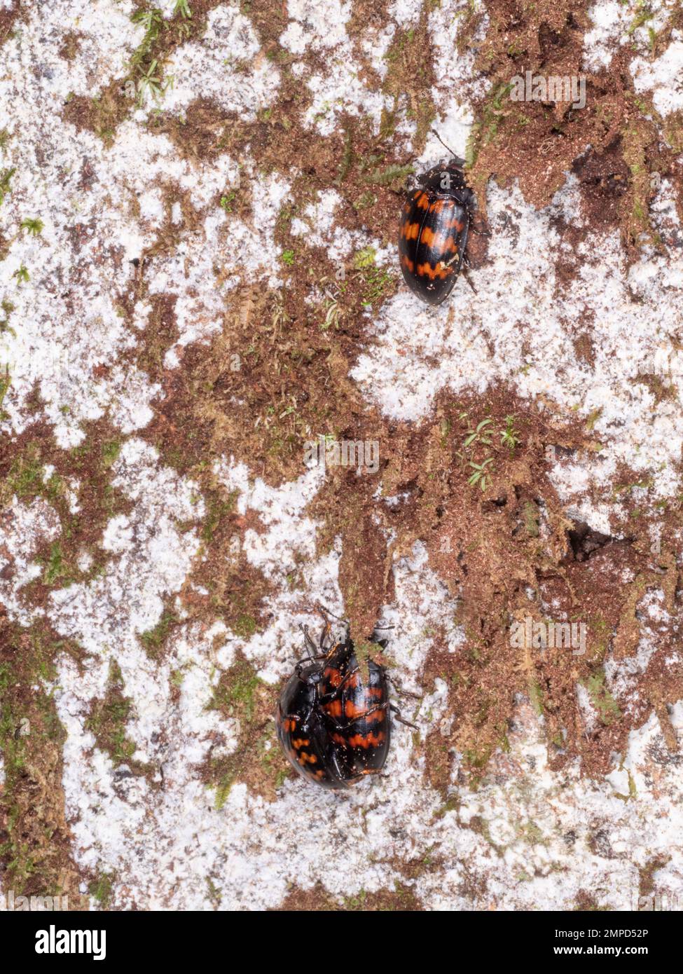 Escarabajos de hongos agradables (familia Erotylidae) Un par de apareamiento y otro individuo alimentándose de hongos en un tronco de árbol, provincia de Orellana, Ecuador Foto de stock