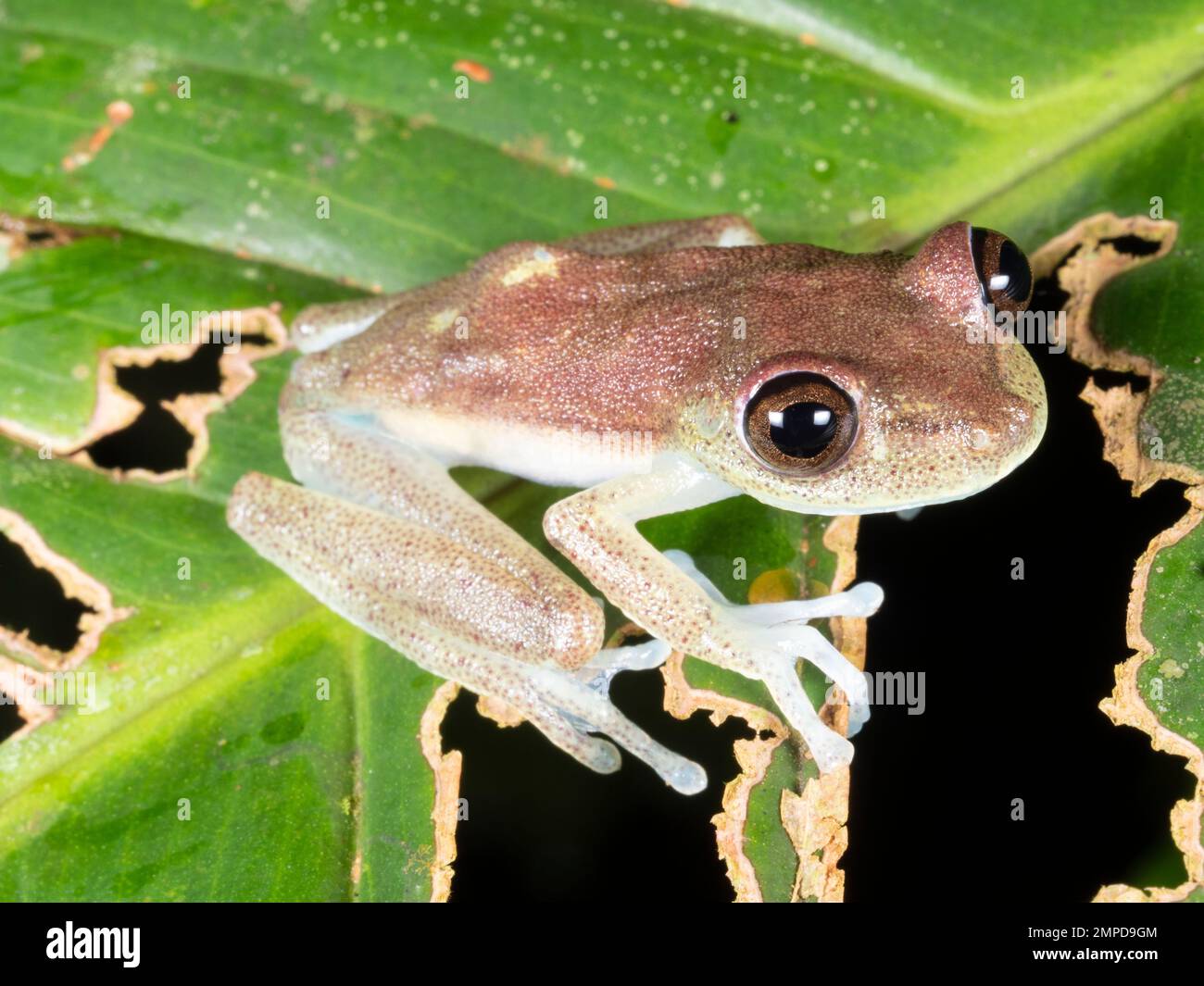 Ninfa Treefrog (Boana nympha) en una hoja en la selva tropical, provincia de Orellana, Ecuador Foto de stock