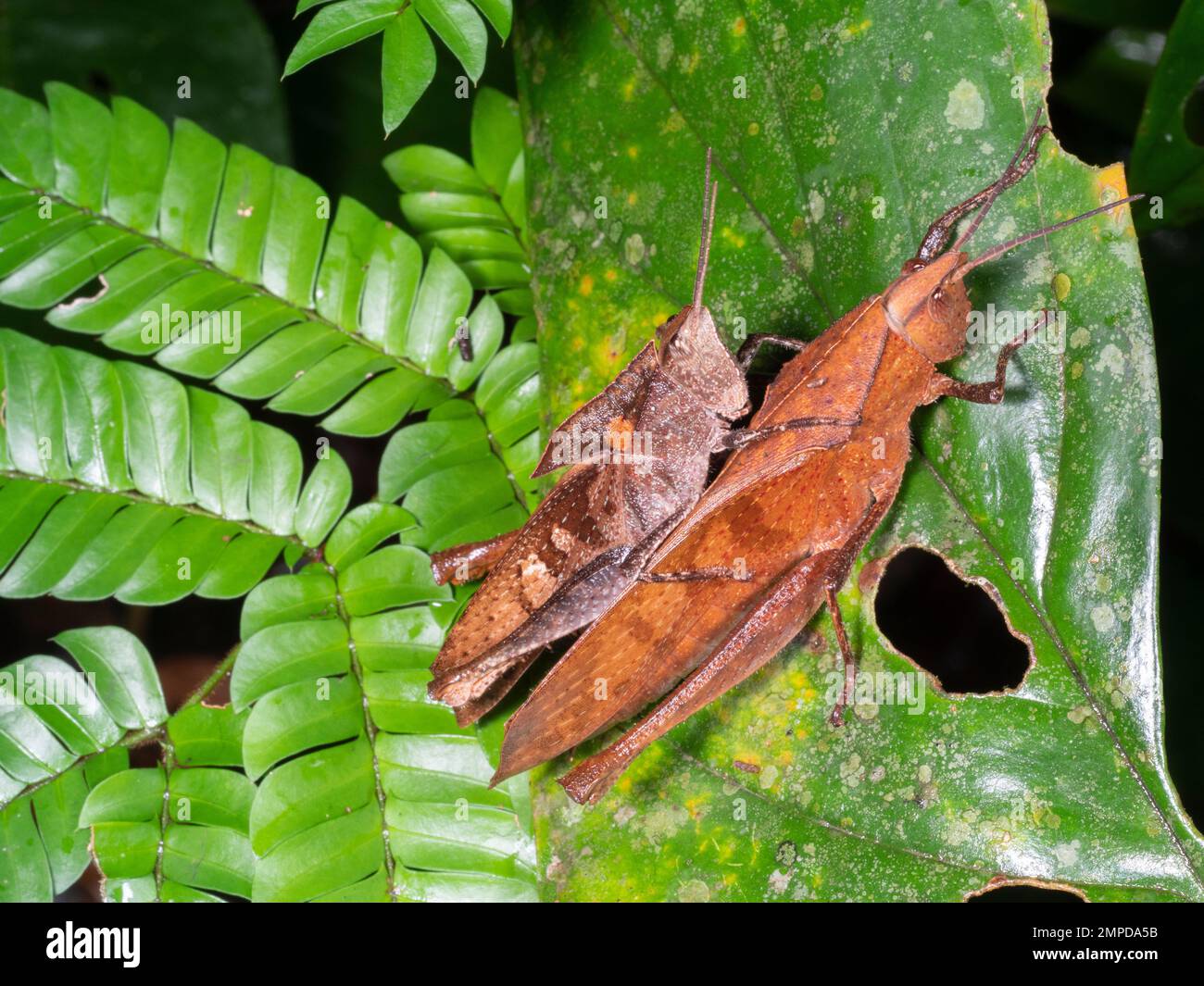 Pareja de grandes saltamontes de selva tropical (Acrididae), provincia de Orellana, Ecuador Foto de stock