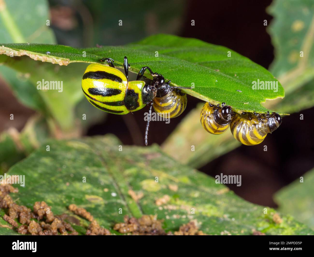 El escarabajo Platyphora (familia Chrysomelidae) brotando sus larvas. Provincia de Orellana, Ecuador Foto de stock