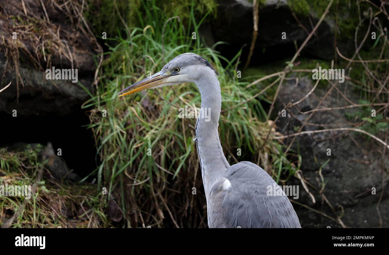 Condado de kinnego armagh fotografías e imágenes de alta resolución Alamy