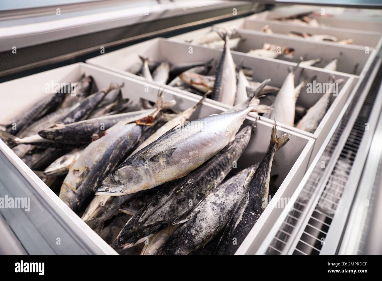 Pesca de pescado congelado en el estante del supermercado