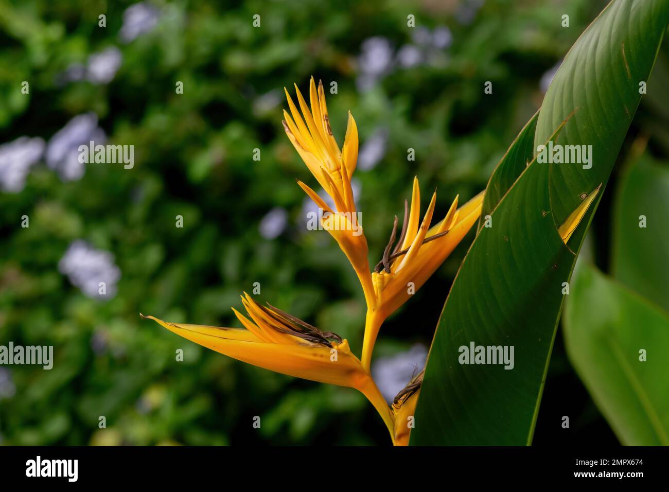 Flor de pájaro amarillo del paraíso floreció en la planta. Se ha utilizado  el enfoque selectivo Fotografía de stock - Alamy