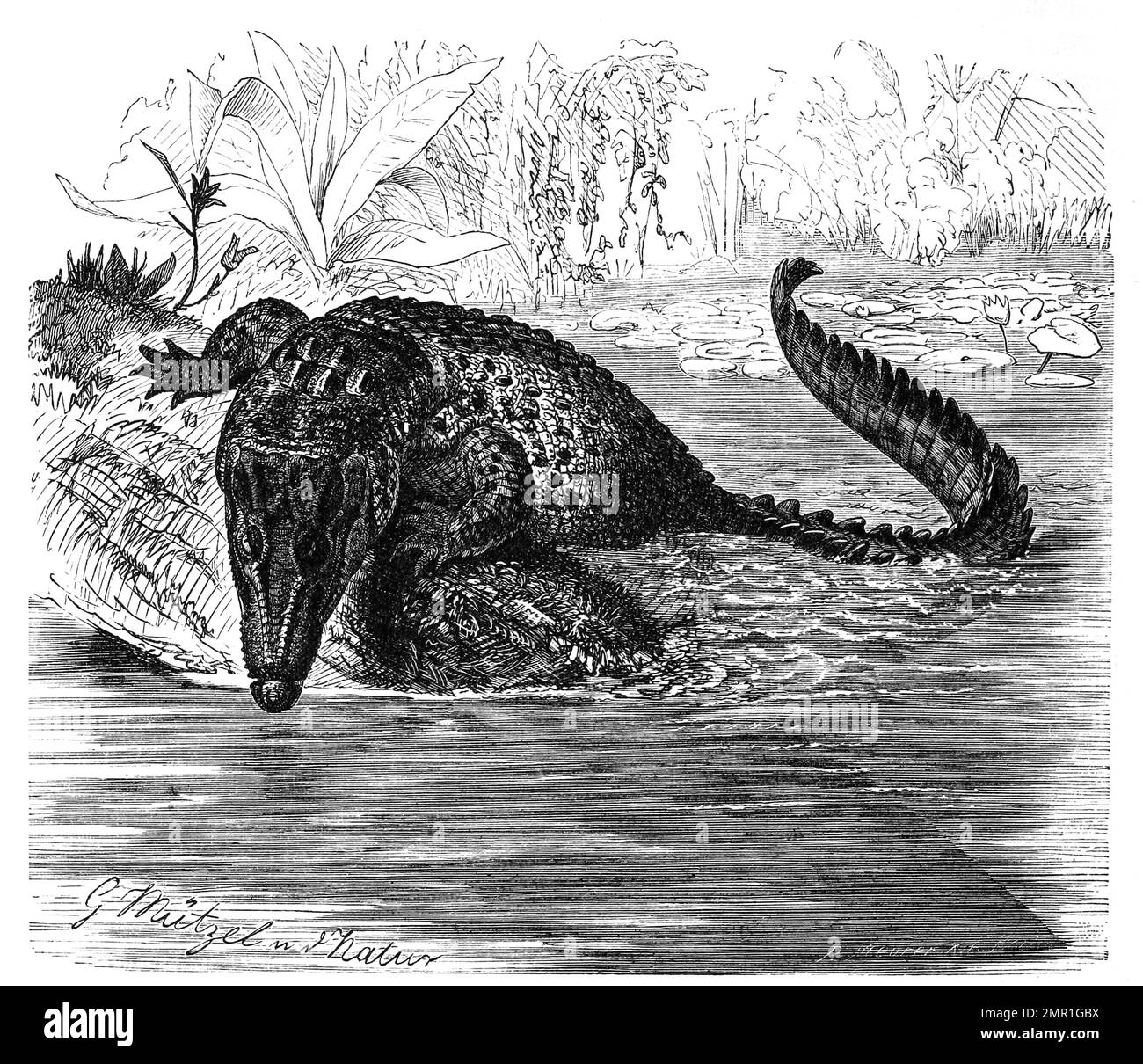 Reptilien, Leistenkrokodil, Crocodylus porosus, auch Salzwasserkrokodil genannt, ist das größte heute lebende Krokodil, Historisch, digital restaurierte Reproduktion von einer Vorlage aus dem 19. A cargo de Jahrhundert Foto de stock