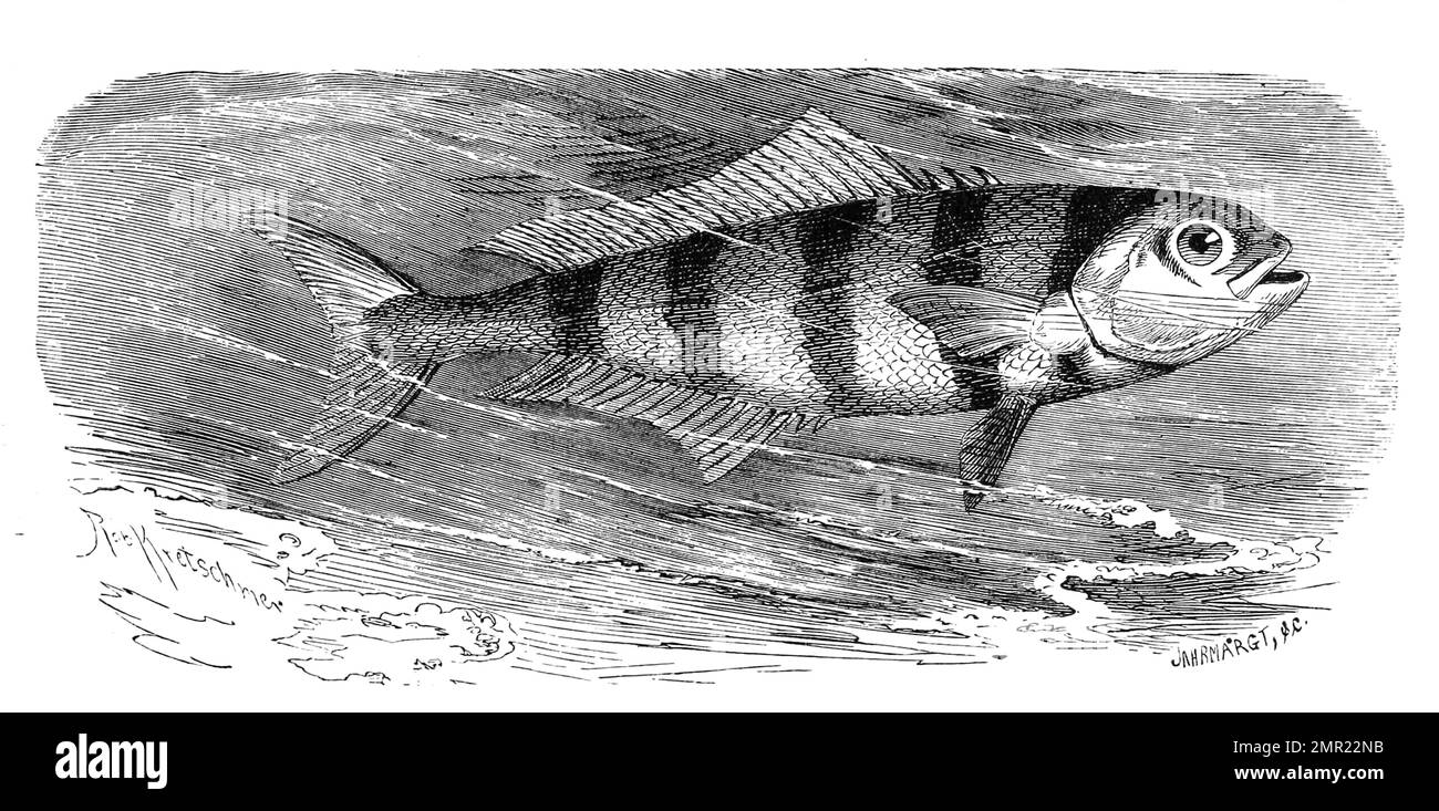 Fisch, Pilotfisch oder Lotsenfisch, Naucrates Ductor, ein Fisch aus der Familie der Stachelmakrelen, Historisch, digital restaurierte Reproduktion von einer Vorlage aus dem 19. A cargo de Jahrhundert Foto de stock