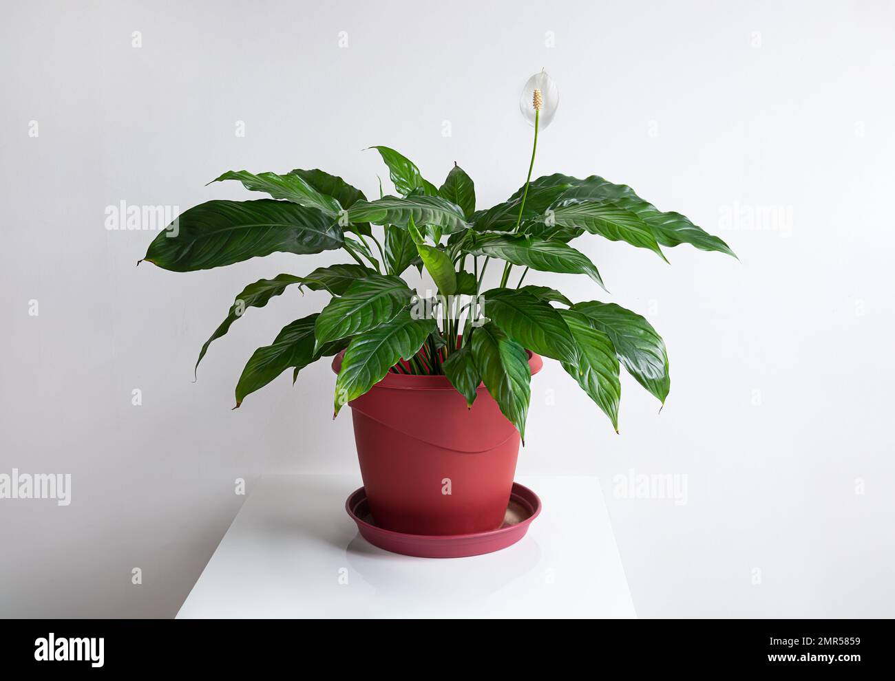 Spathiphyllum o planta de lirio de la paz en una maceta roja de la flor  sobre un fondo blanco, decoración casera minimalista Fotografía de stock -  Alamy