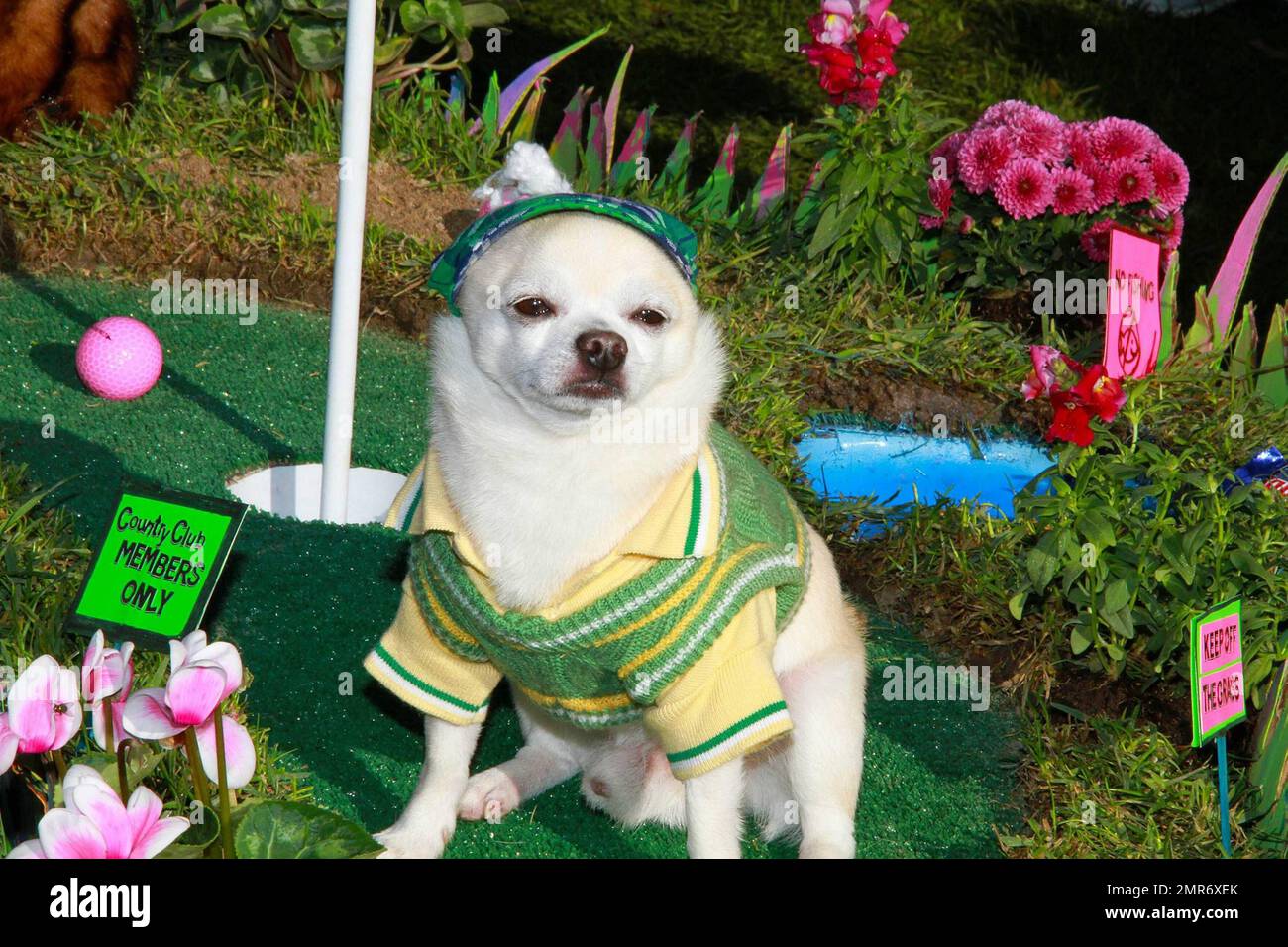 EXCLUSIVO! Miles de amantes de las mascotas y sus perros acudieron a la  10th.ª edición anual del Desfile y concurso de disfraces de Haute Dog  Howl'Oween en Livingston Park para recaudar fondos