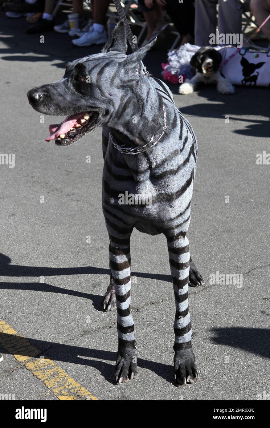 El 12th.º DESFILE anual DE HAUTE DOG HOWL'OWEEN y el concurso de disfraces  humanos/perros se llevó a cabo hoy con más de 500 perros disfrazados y sus  manipuladores, así como niños y