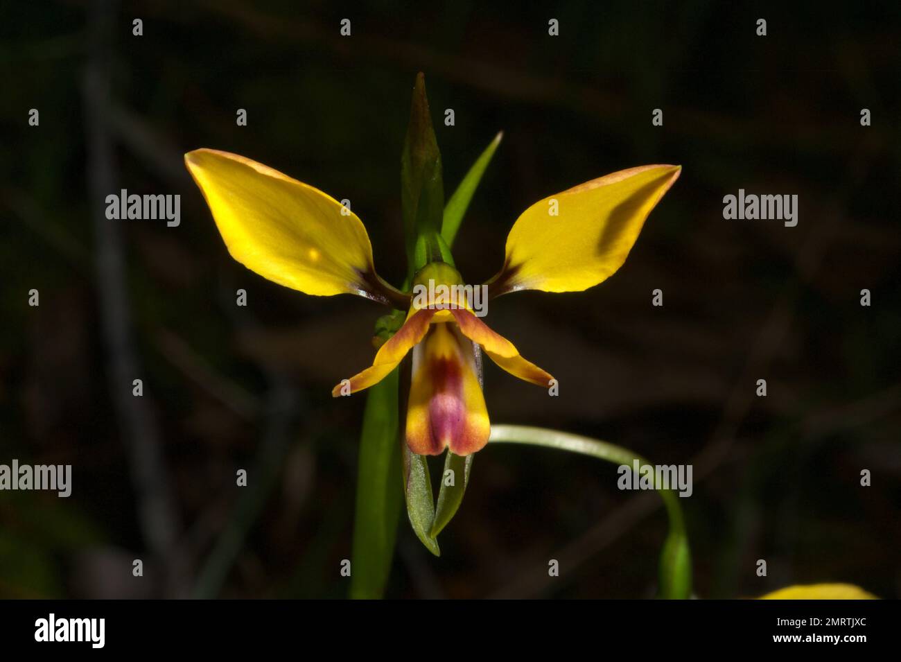 La orquídea de leopardo (Diuris Pardina) parece una pequeña orquídea de  burro (Diuris sulfurea), pero tiene marcas marrones o púrpura para mostrar  la diferencia Fotografía de stock - Alamy