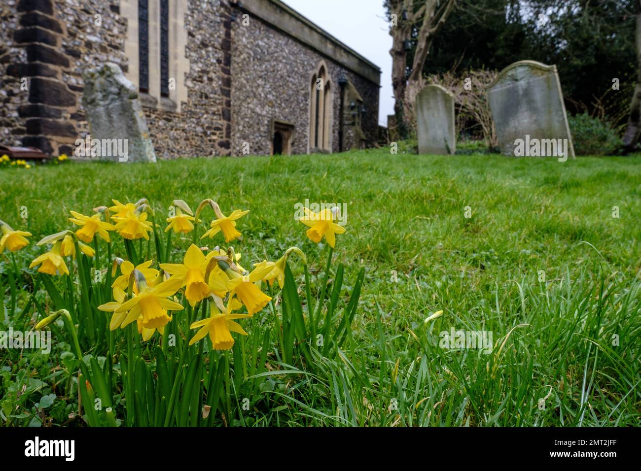Primer plano de narcisos en la hierba en un cementerio con tumbas y parte del edificio de la iglesia en el fondo. Foto de stock