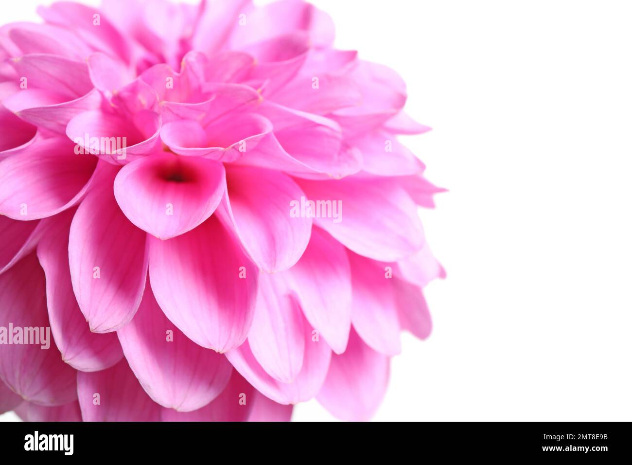 Hermosa flor de dalia rosa sobre fondo blanco, vista de primer plano  Fotografía de stock - Alamy