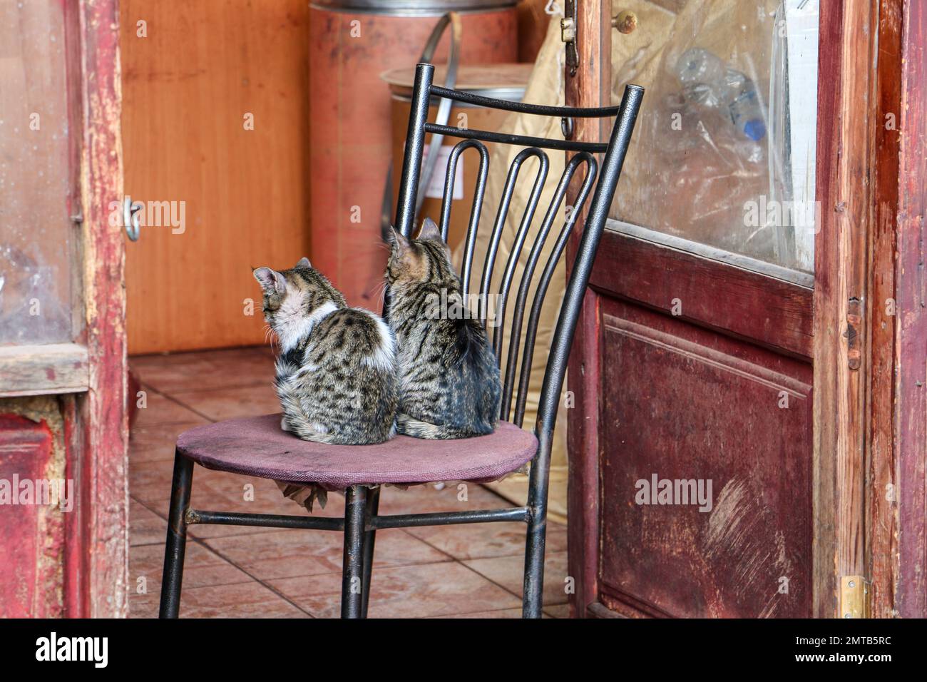 Gatos, dos pequeños gatos sentados en la silla. Muebles viejos y tienda vieja. Enfoque selectivo en los gatitos. Divertido concepto de animal e idea. Foto de stock