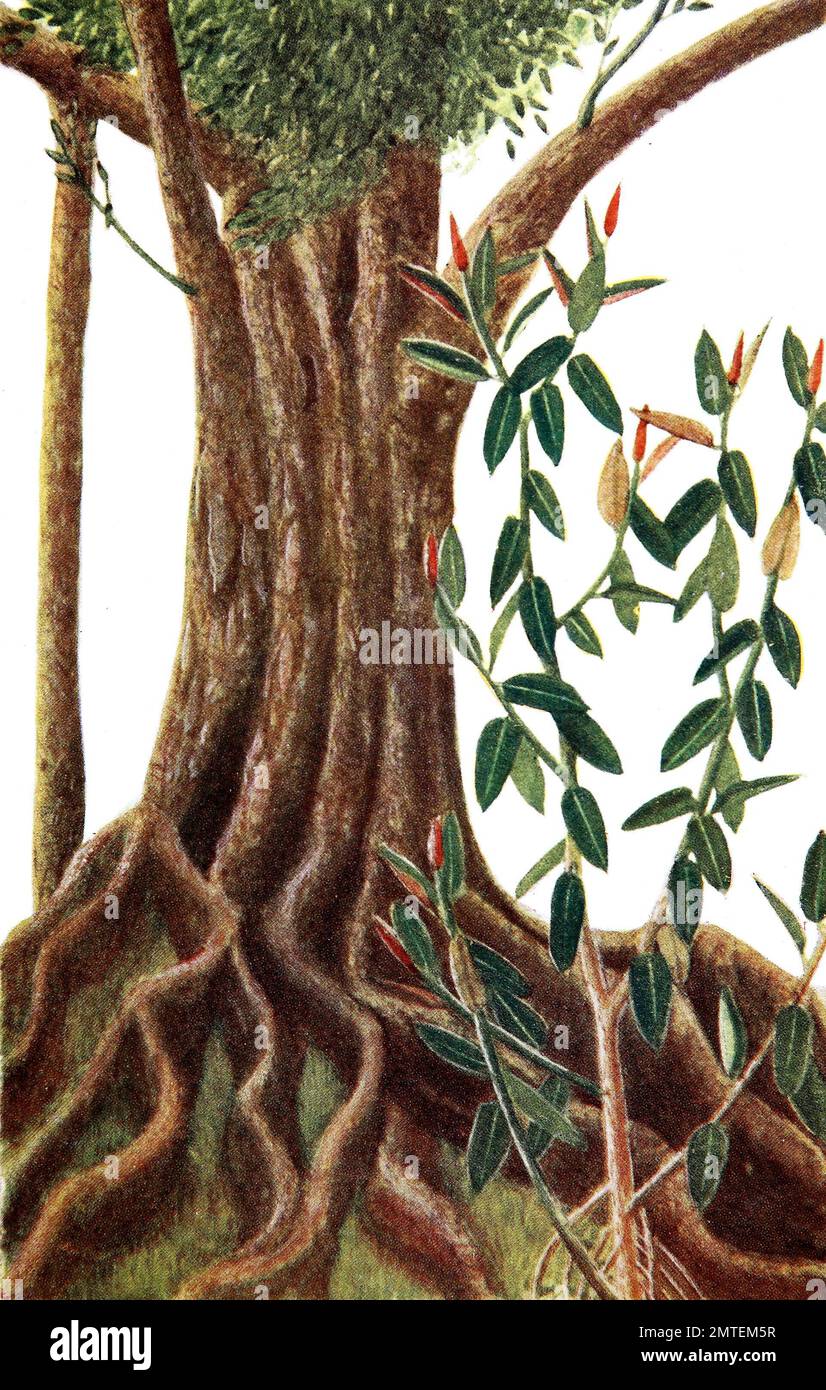 Ficus elastica, la goma elástica de la fig, árboles de caucho, caucho,  planta, o elástica de la India Fotografía de stock - Alamy