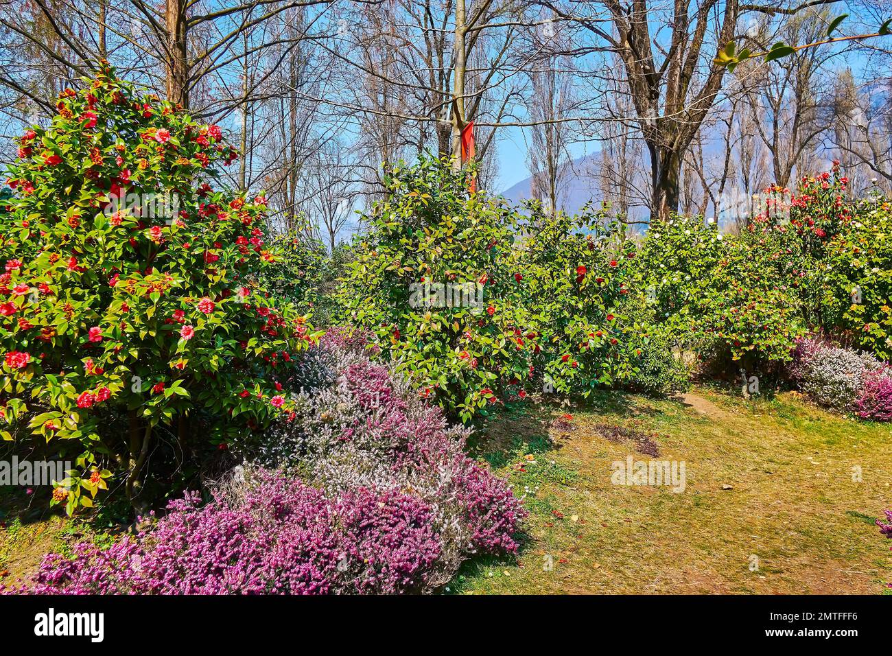 Visite el pintoresco parque Camellia a orillas del lago Maggiore durante el festival de primavera debido a la flor de la camelia, Locarno, Suiza Foto de stock