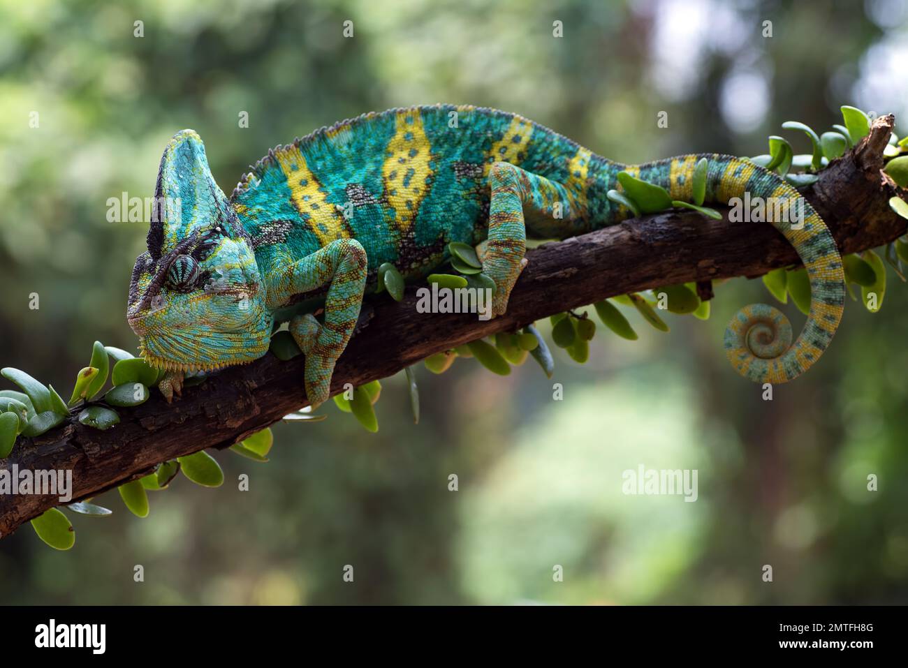 Macro de camaleon cara fotografías e imágenes de alta resolución - Alamy