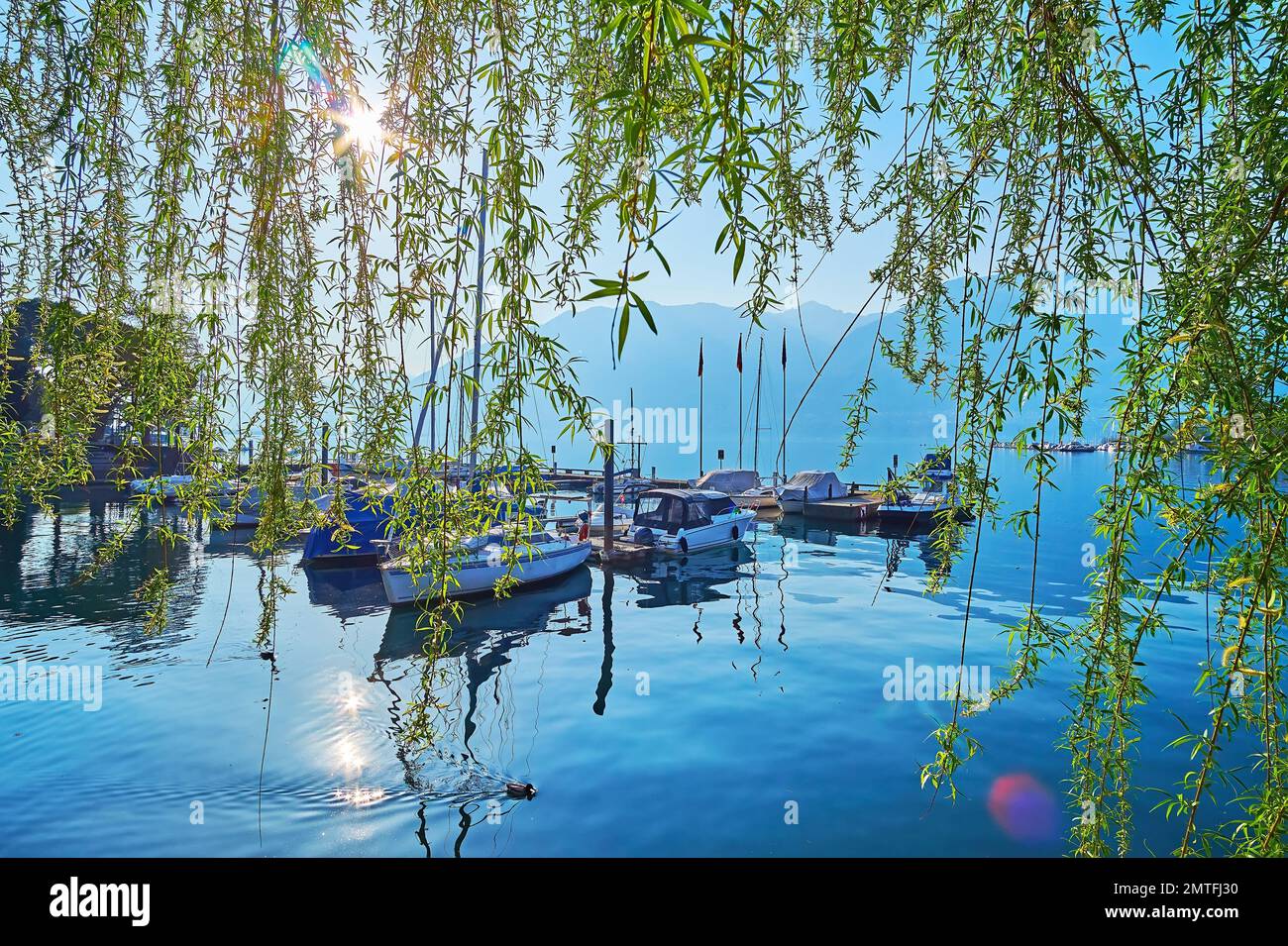 La mañana soleada en el lago Maggiore con un sol brillante a través de las ramas verdes del sauce extendido, Locarno, Suiza Foto de stock