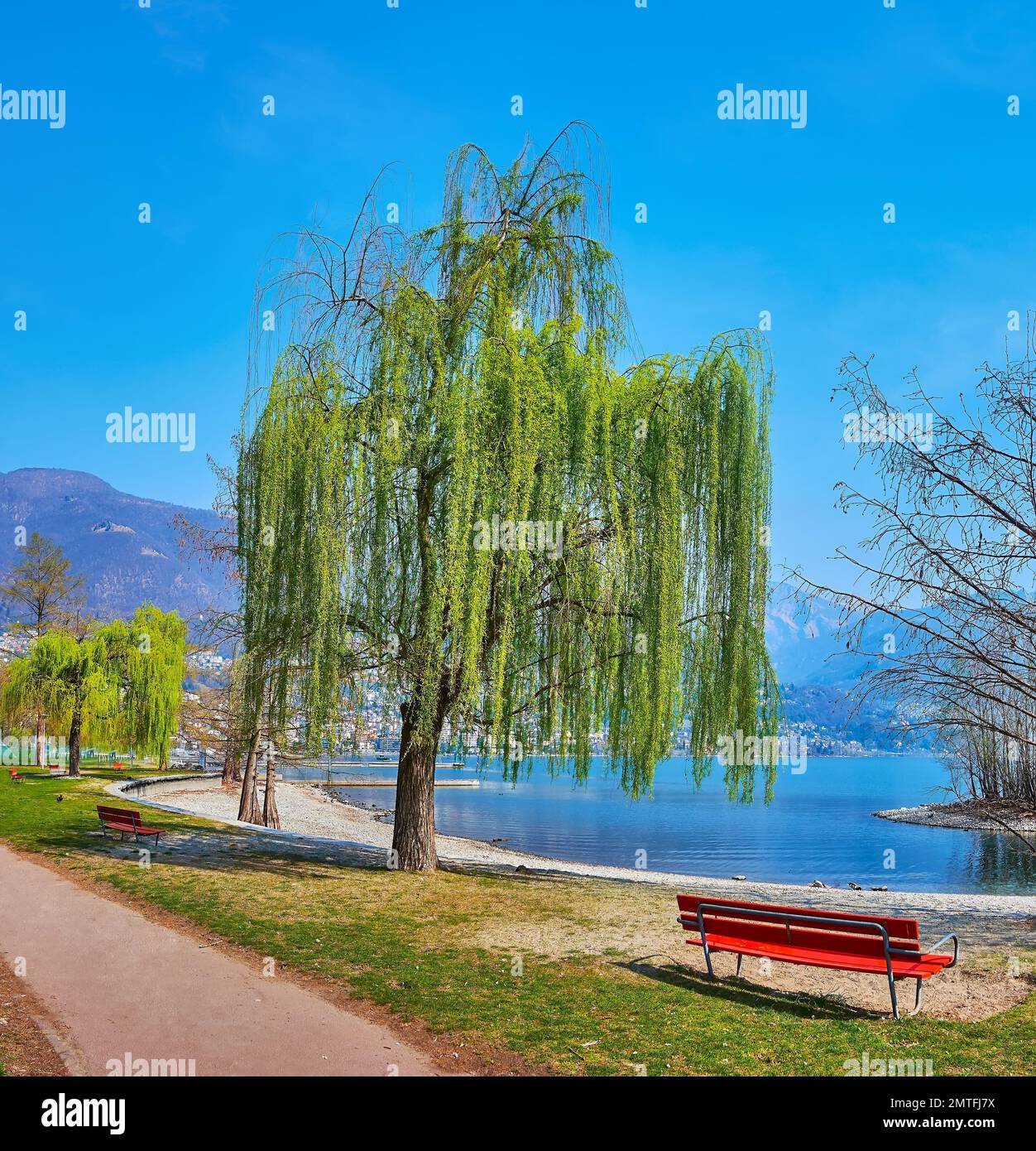 Terraplén del lago Maggiore con pequeños bancos y árbol de sauce verde extendido, Locarno, Ticino, Suiza Foto de stock