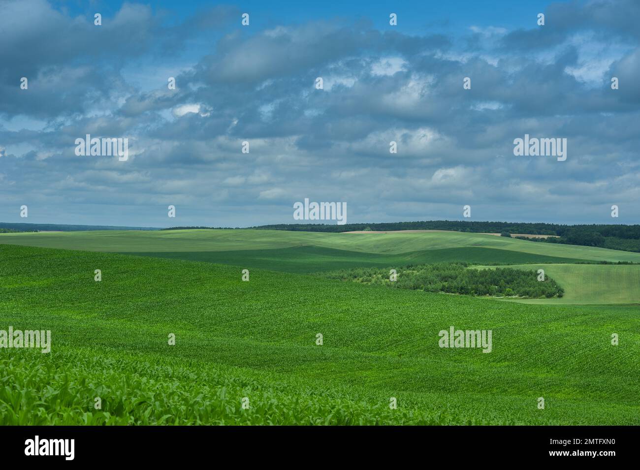 Campo de maíz verde y nubes de cielo azul disparos al aire libre, paisaje rural con campo de maíz rural Granja agrícola Tierra y cielo nublado, Beaut Foto de stock