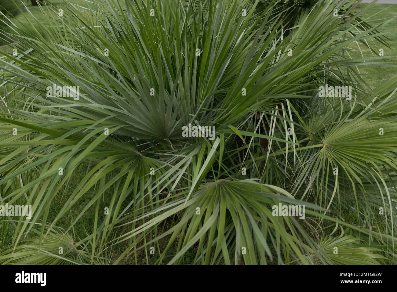 Hojas largas y delgadas de color verde fotografías e imágenes de alta resolución Alamy