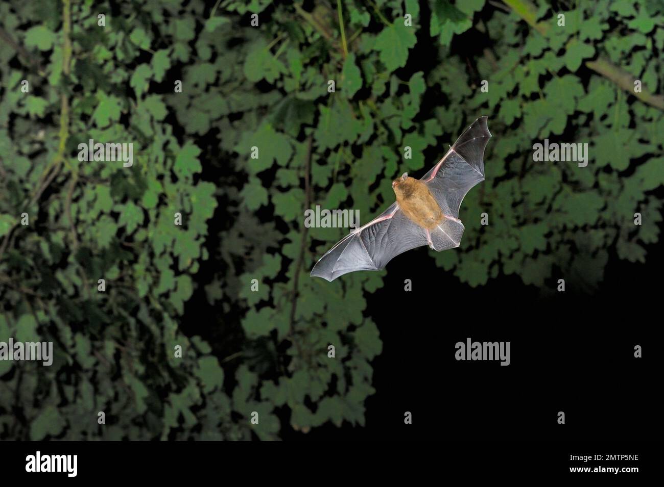 Común / Bandit Pipistrelle Bat (Pipistrellus pipistrellus) caza en el crepúsculo, Berwickshire, Escocia, junio de 2008 Foto de stock
