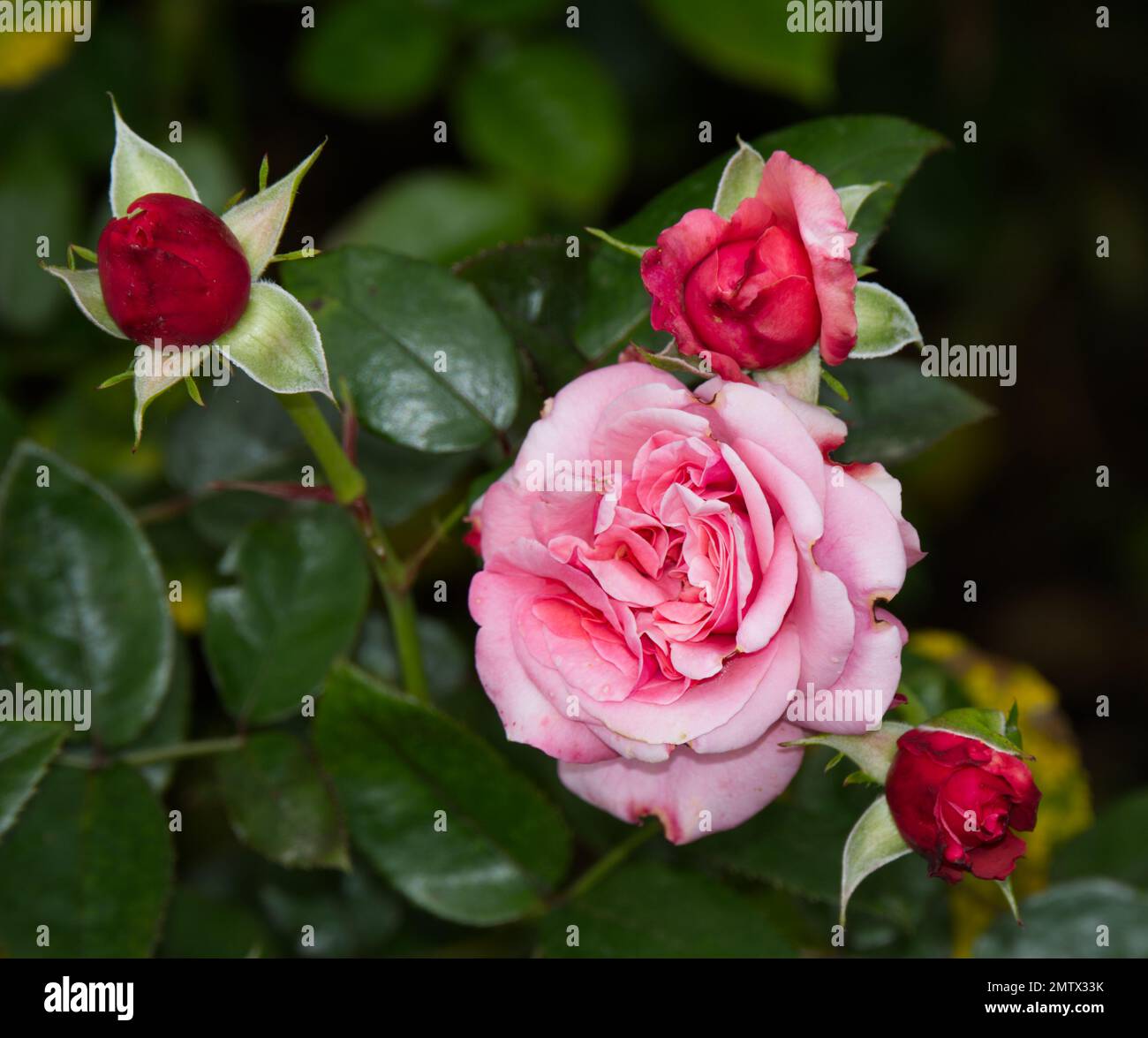 Rose, rosa Timeless Pink, creciendo en un jardín del Reino Unido Septiembre Foto de stock