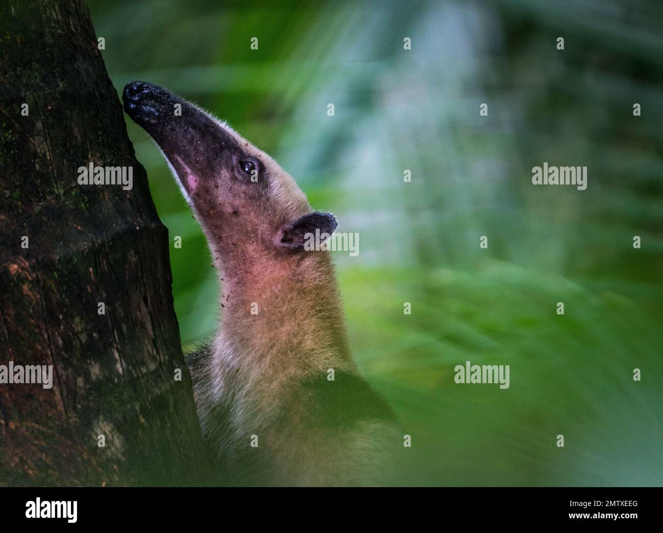 Un primer plano de un tamandua sureño Foto de stock