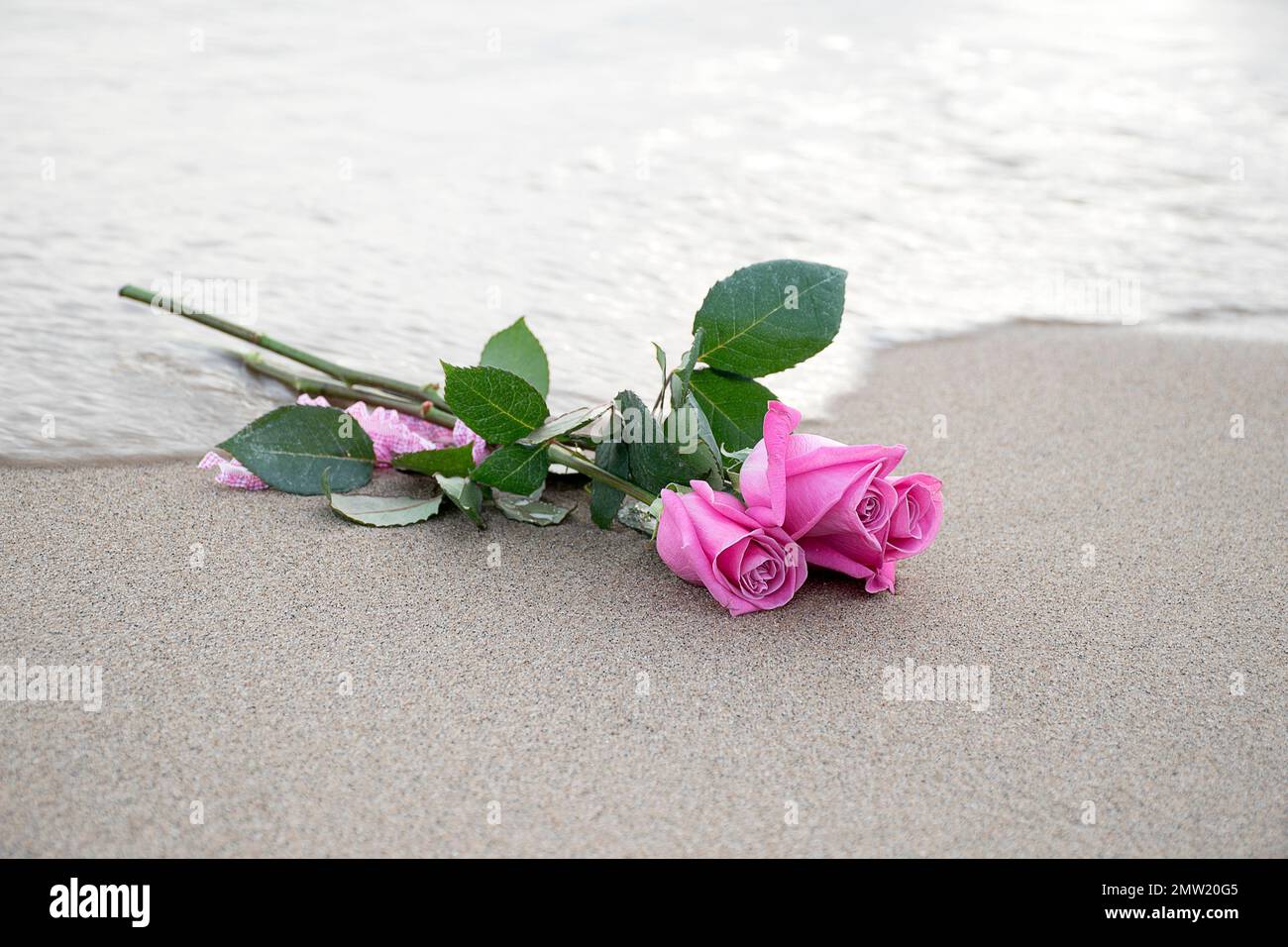Rosas rosadas atadas con cinta rosa en el borde del agua Foto de stock