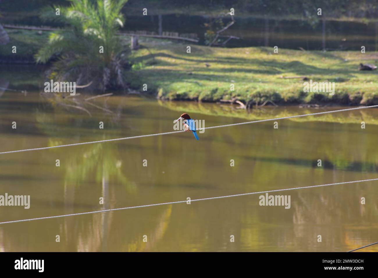 Un Kingfisher sentado cerca de un estanque. Foto de stock