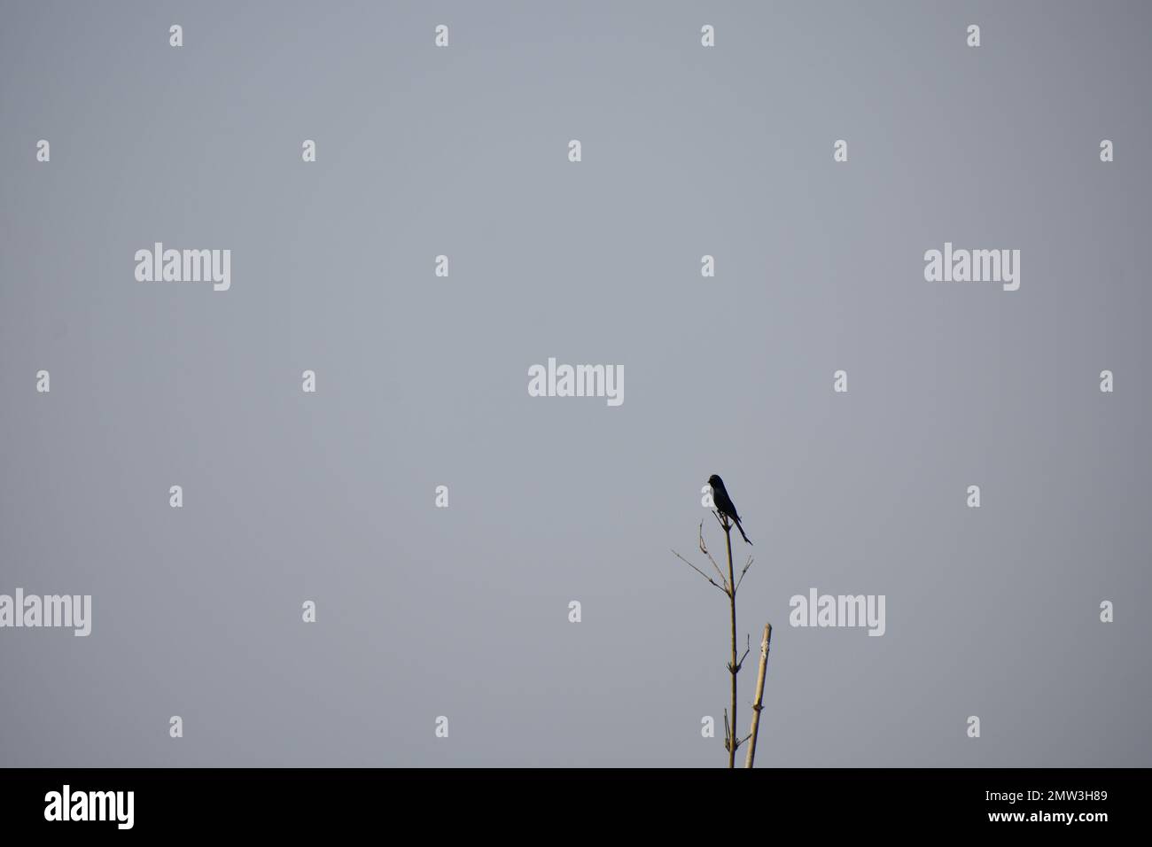 Un pájaro sentado y en busca de presa Foto de stock