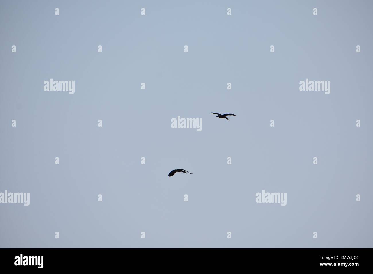 Los pájaros que vuelan en el cielo azul Foto de stock