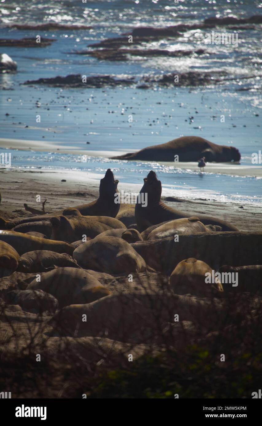 Elefantes marinos, Parque Estatal ano Nuevo, California Foto de stock