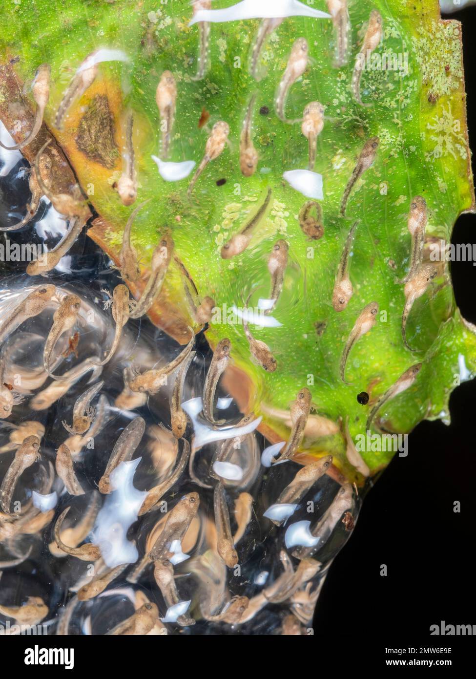 Desarrollo de renacuajos con branquias externas, de la rana arbórea Sarayacu (Dendropsophus sarayacuensis) suspendida sobre un estanque de selva tropical en la provincia de Orellana, Foto de stock